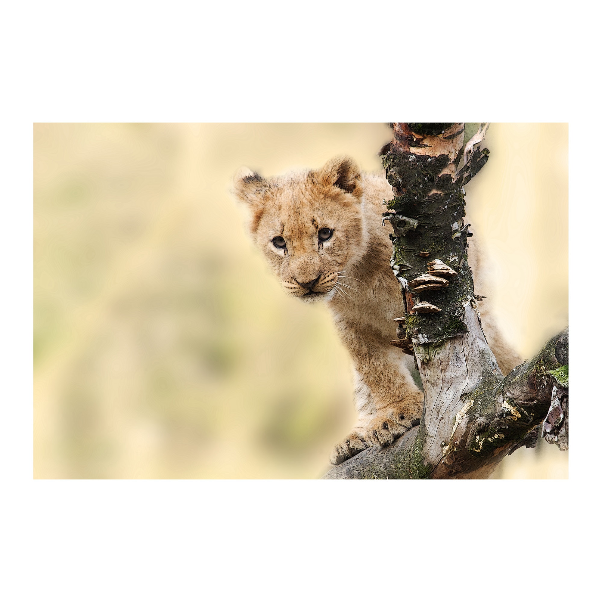 Tablou Canvas Artantida - Little Lyon 80x60 cm