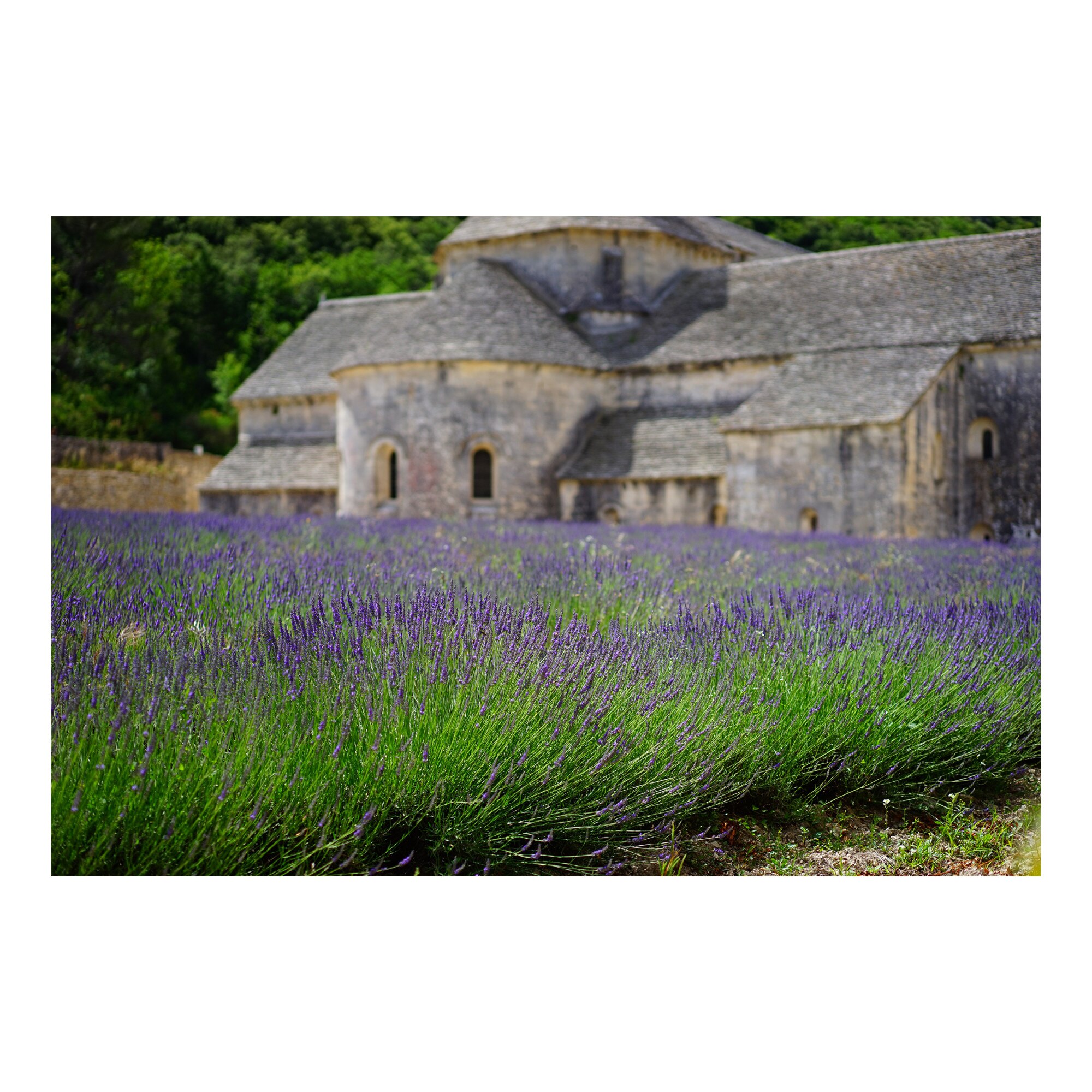 Tablou Canvas Artantida - Lavander 60x40 cm