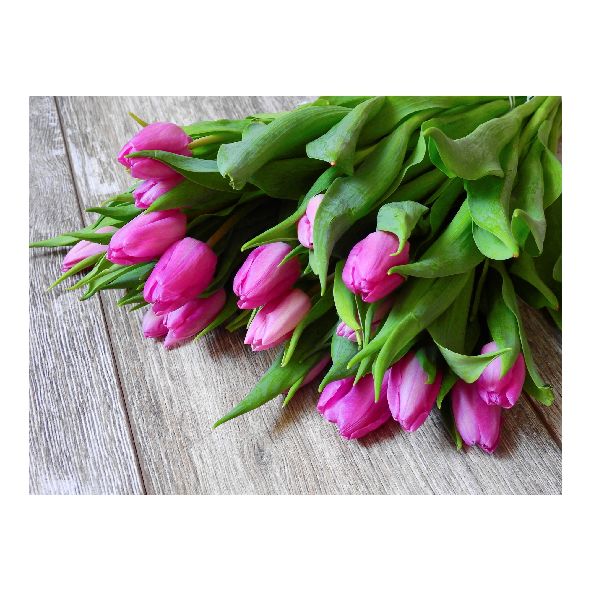 Tablou Canvas Artantida - Tulip Flower 60x40 cm