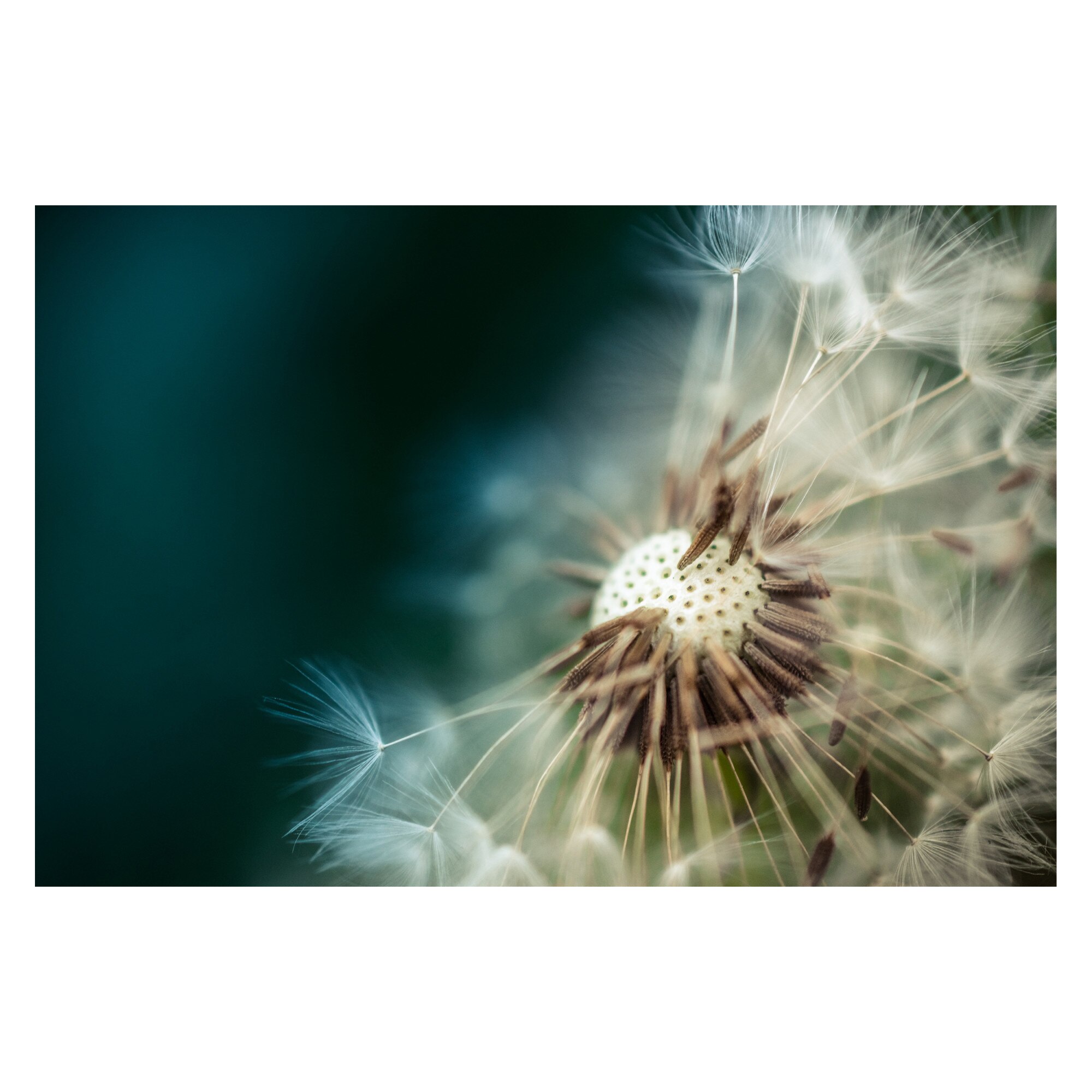 Tablou Canvas Artantida - Abstract Dandelion Flower 60x40 cm