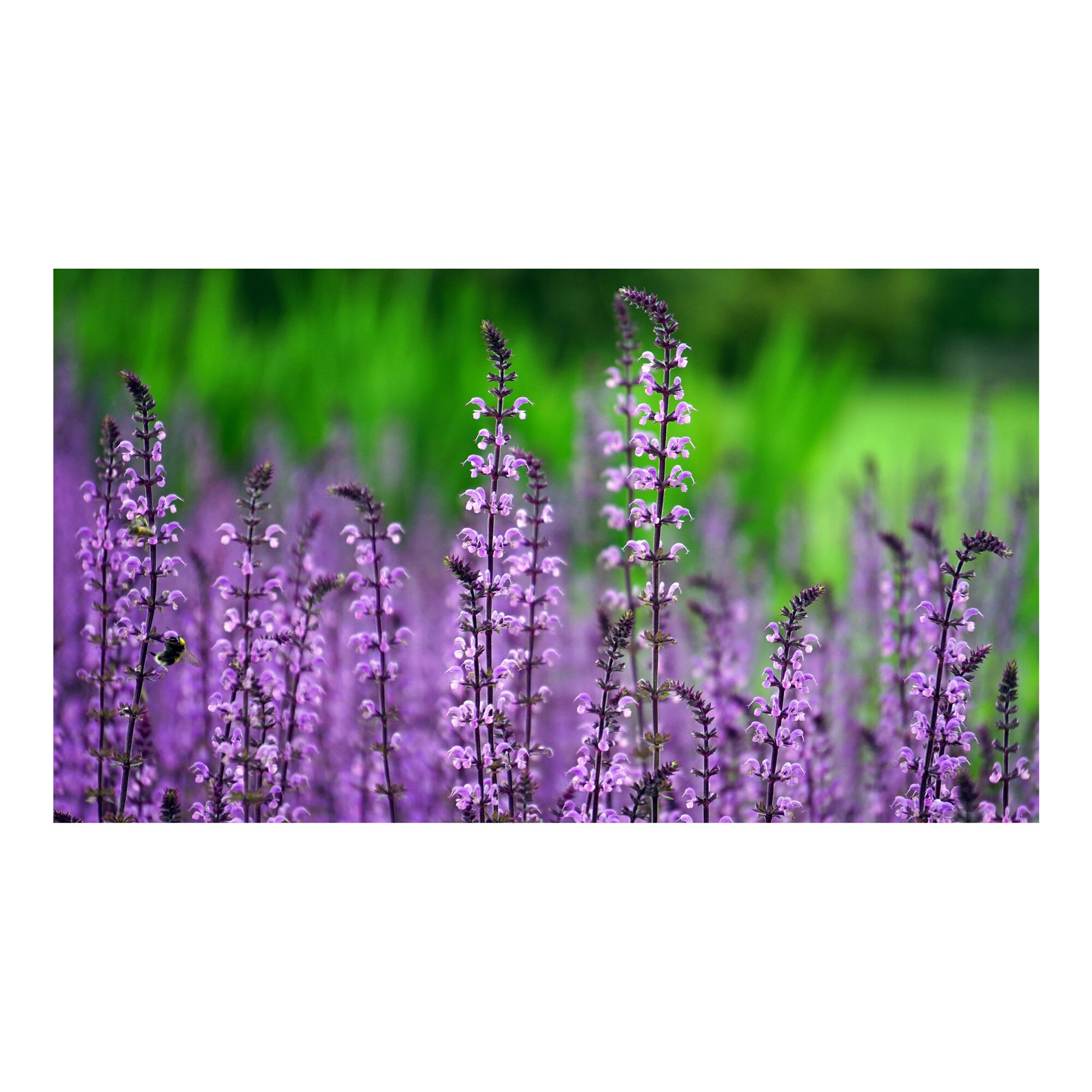 Tablou Canvas Artantida - Lavander Flower 60x40 cm