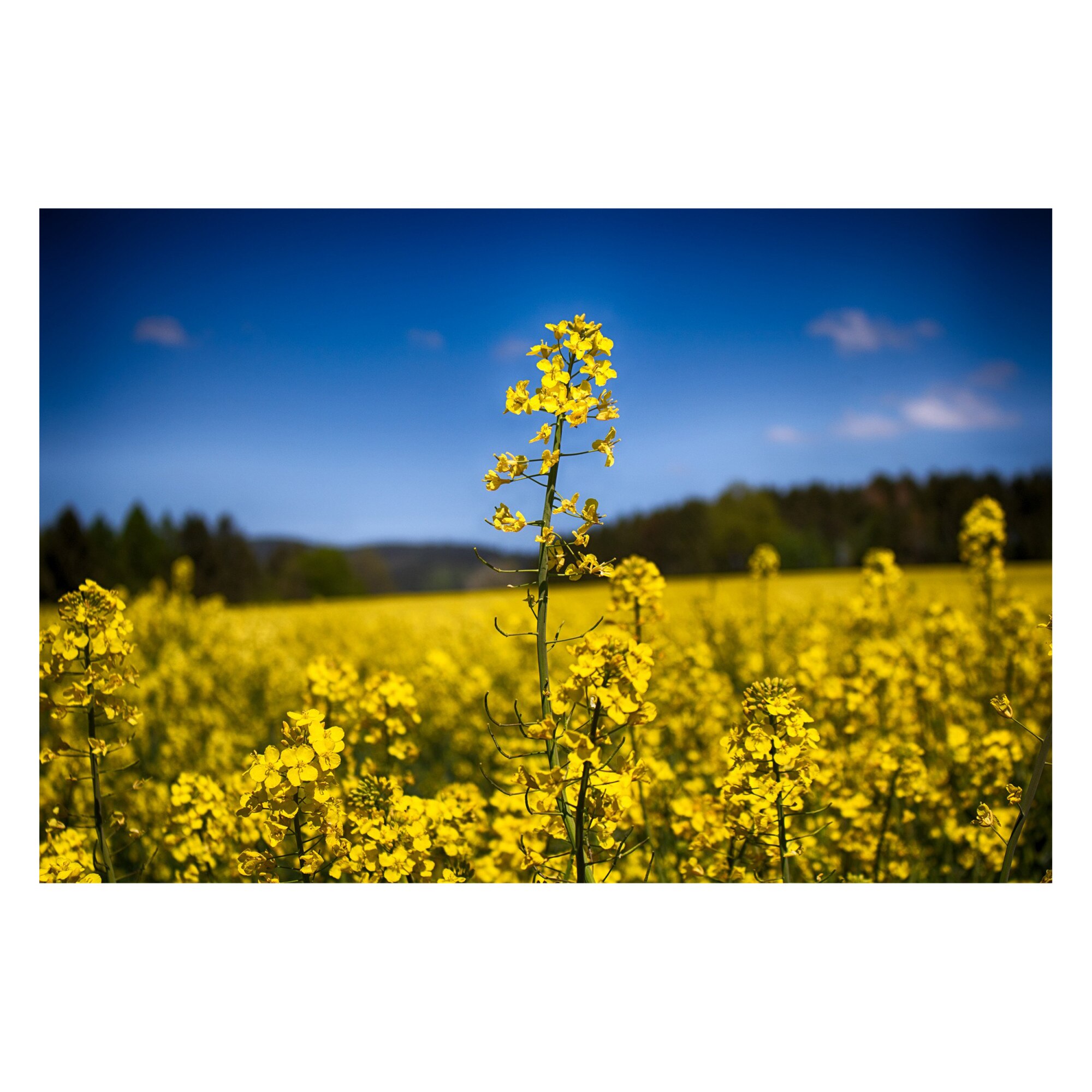 Tablou Canvas Artantida - Field of yellow flowers 60x40 cm