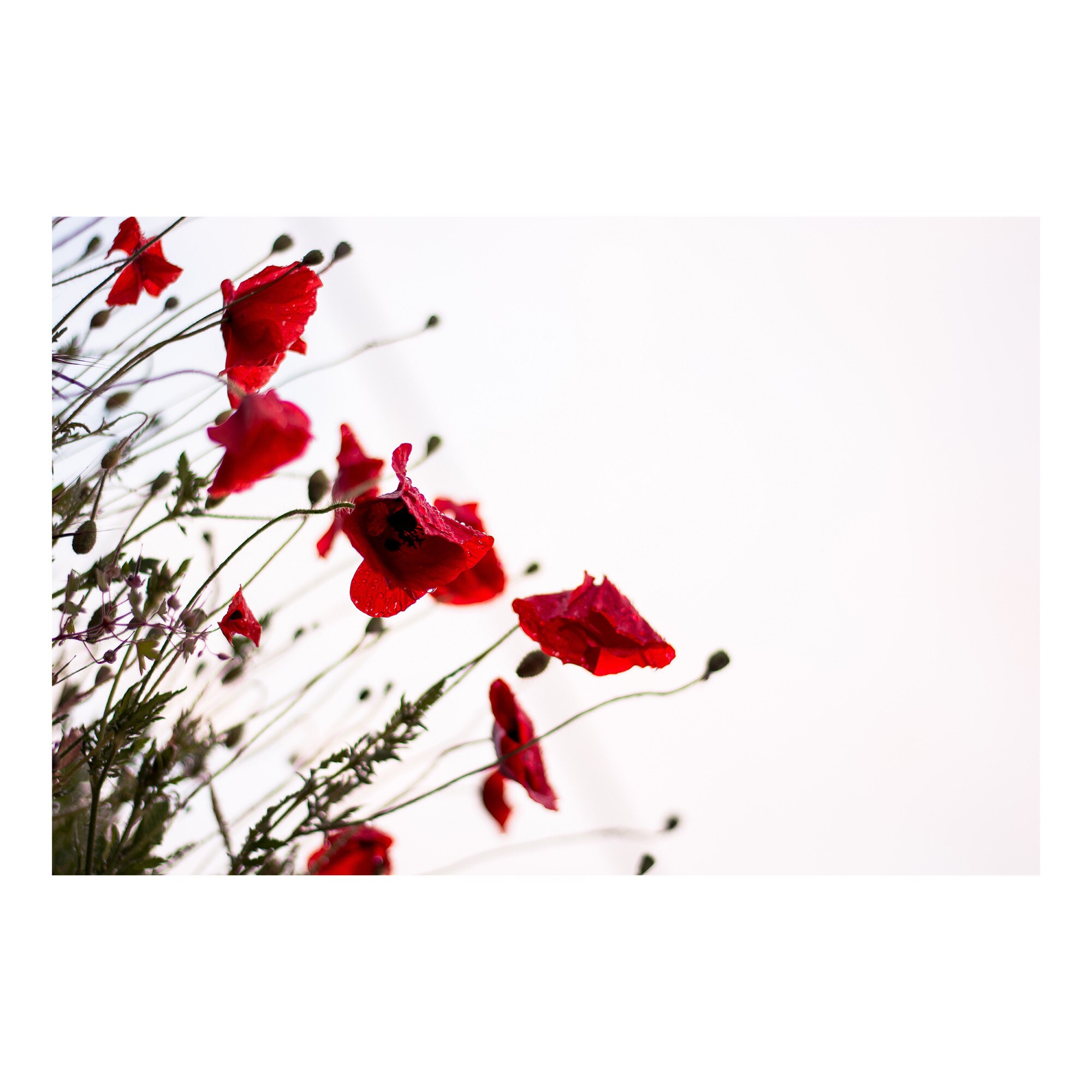 Tablou Canvas Artantida - Poppies 60x40 cm