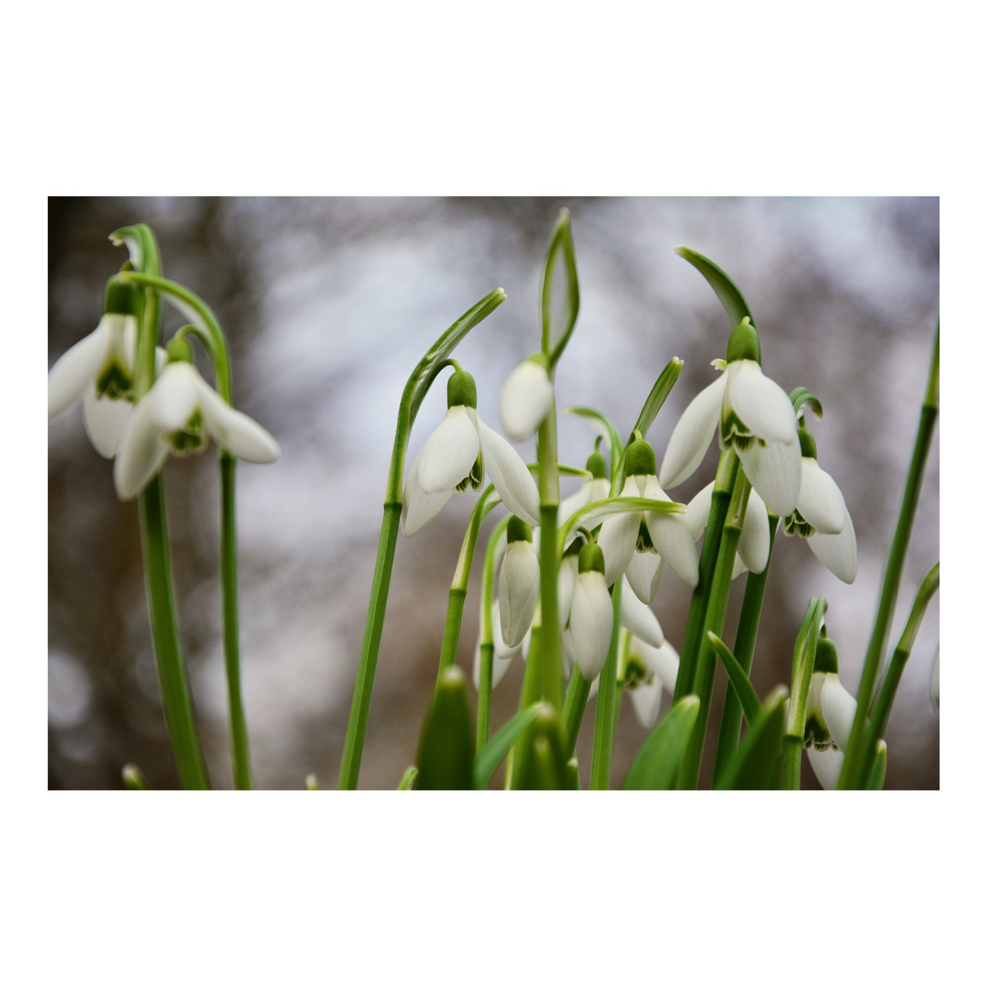 Tablou Canvas Artantida - Snowdrops Flower 60x40 cm