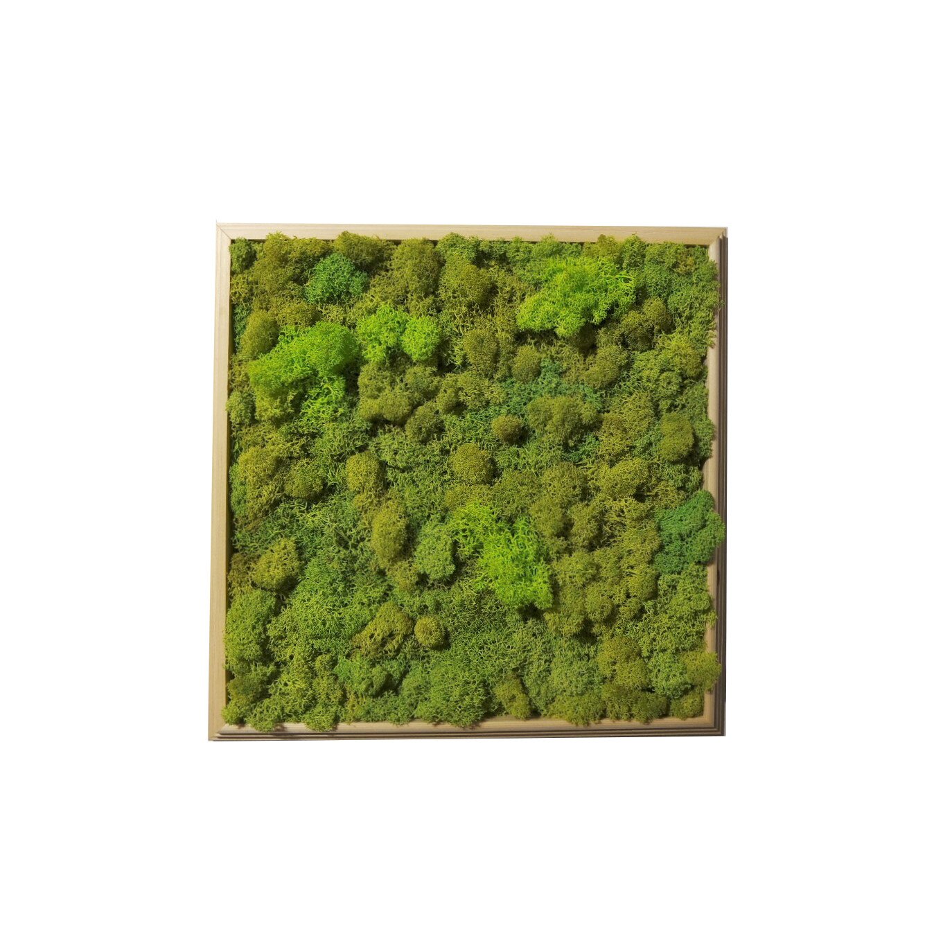 Tablou licheni decorativi, Blooming Vision, Square, 35x35cm, lemn natur brad