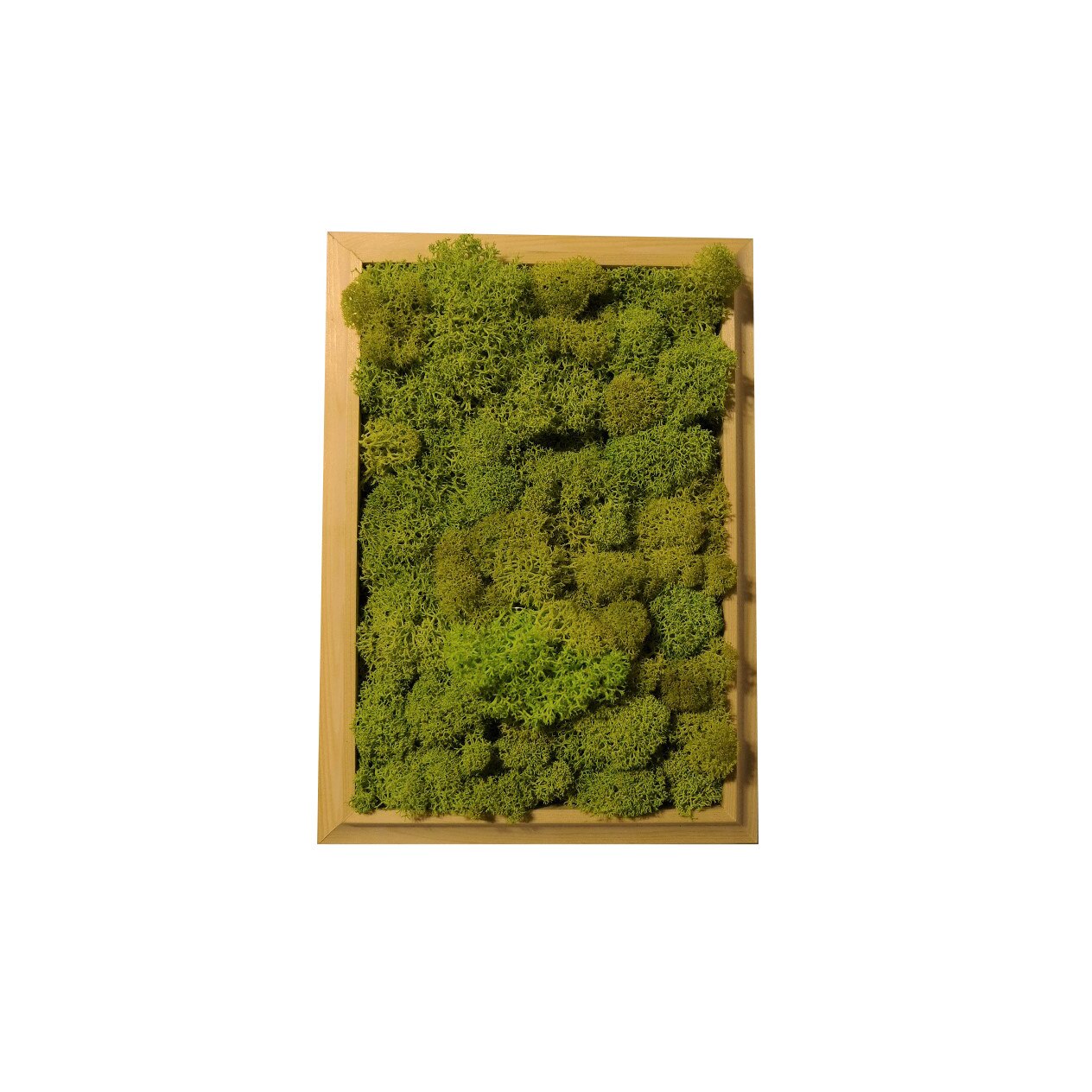 Tablou licheni decorativi, Blooming Vision, Portrait, 25x18cm, lemn natur brad