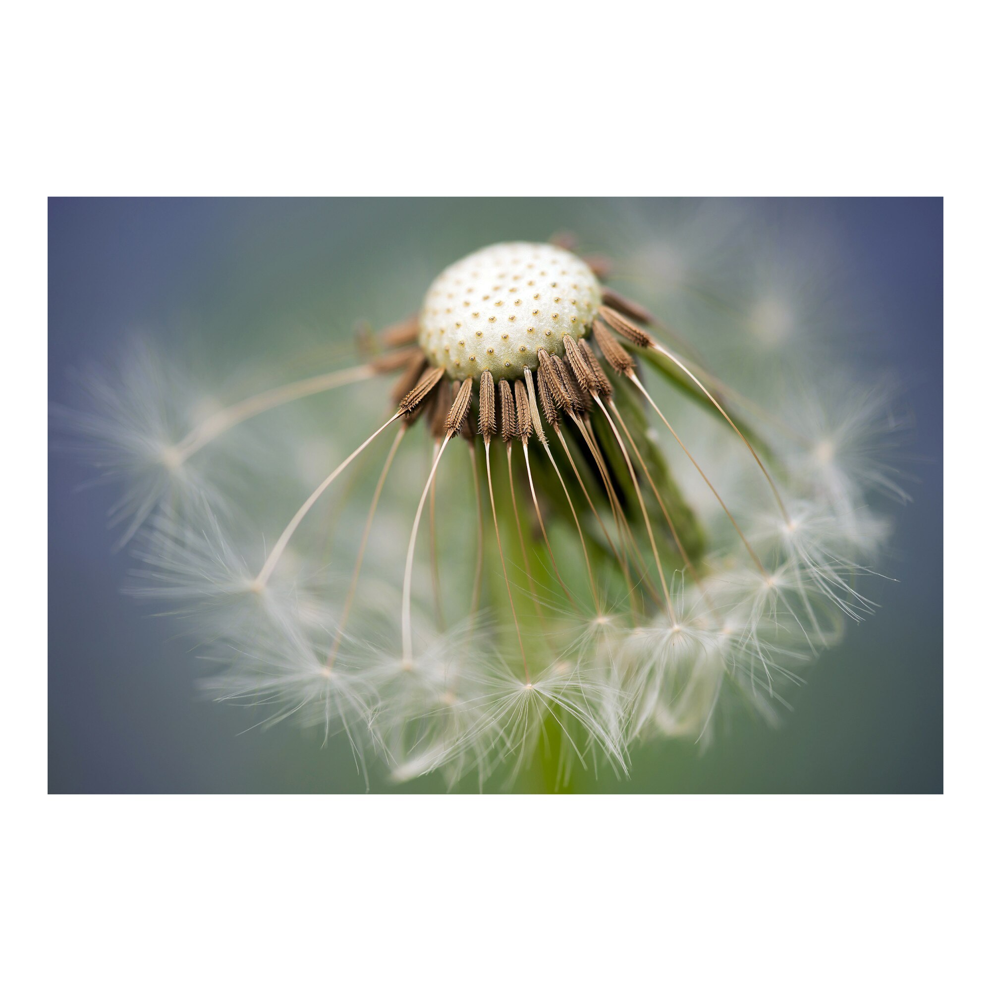 Tablou Canvas Artantida - Full Dandelion Flower 70x50 cm