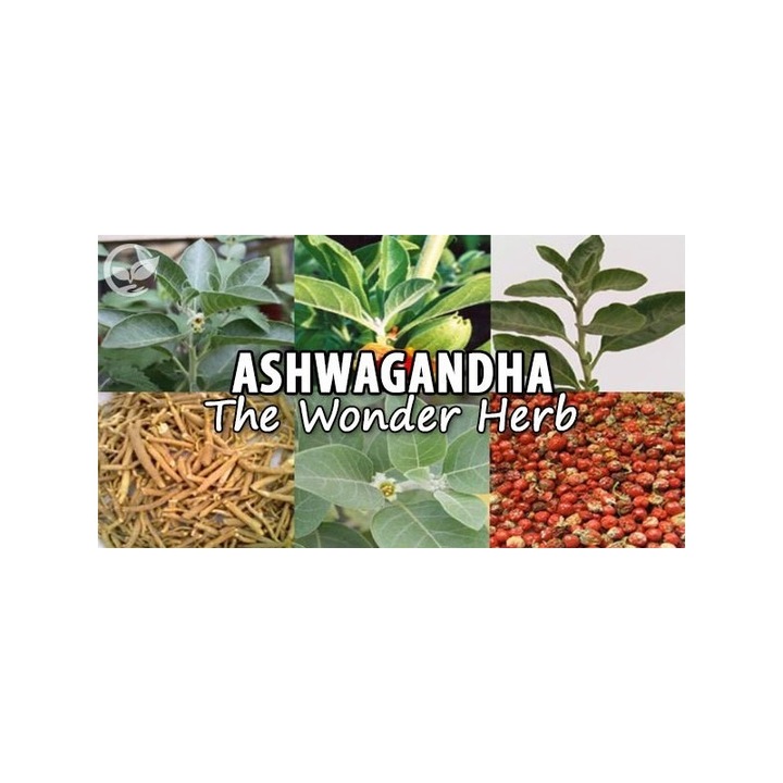 OstroVit Ashwagandha extract cu witanolide, 90 Tablete