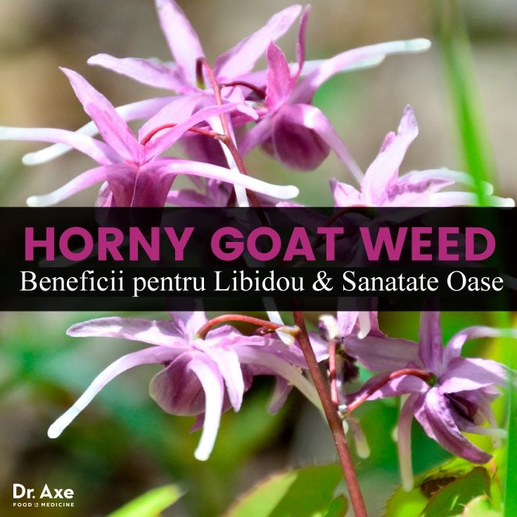 Plante si medicamente pentru imbunatatirea vietii sexuale