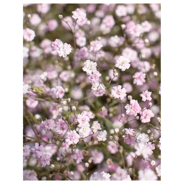 Radacina, Gypsophila Pacifica, radacina, calitatea I