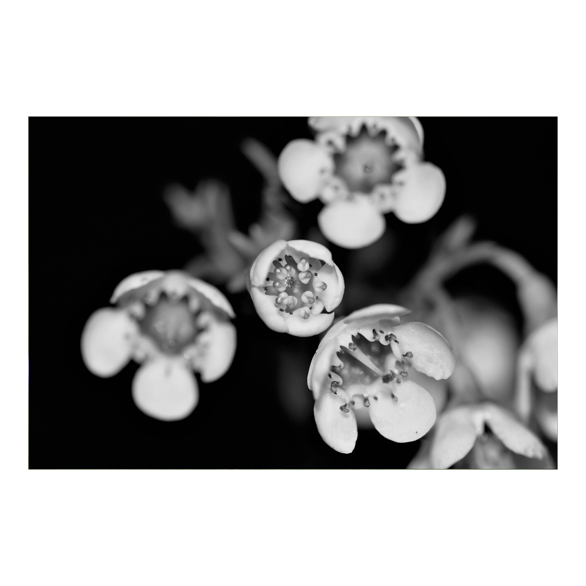 Tablou Canvas Artantida - Black and White Flower 60x40 cm