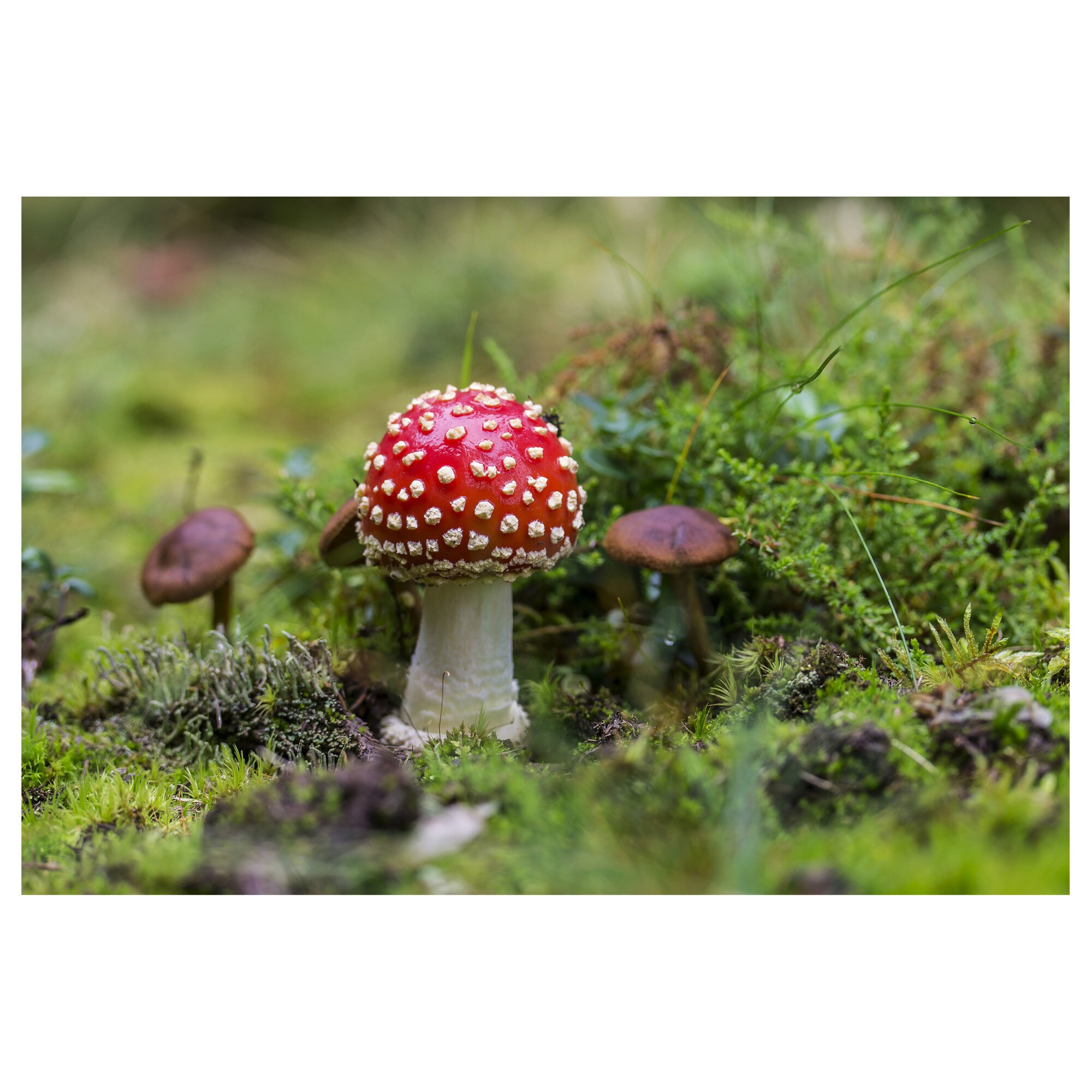 Tablou Canvas Artantida - Mushroom 80x60 cm