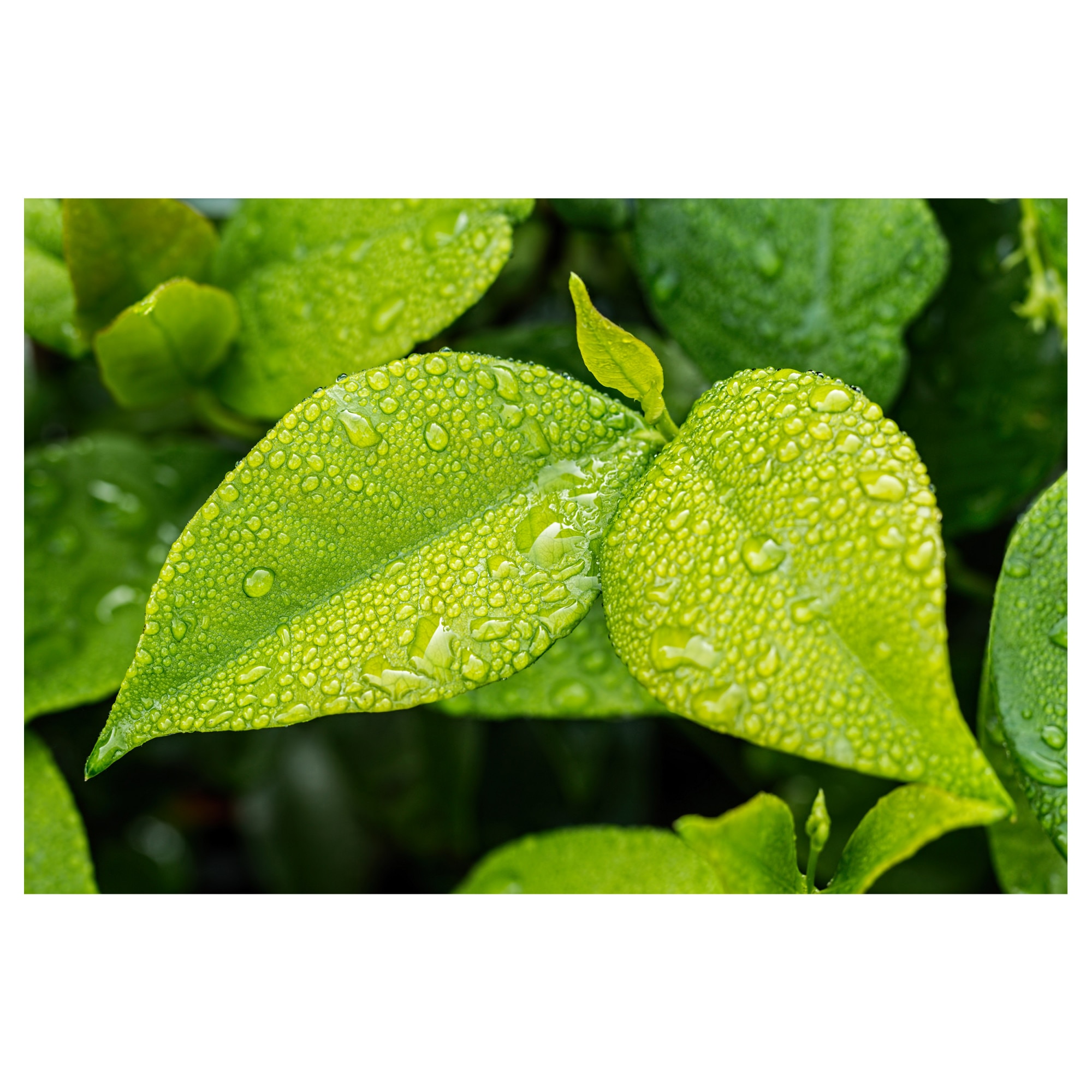 Tablou Canvas Artantida - Leaves 60x40 cm