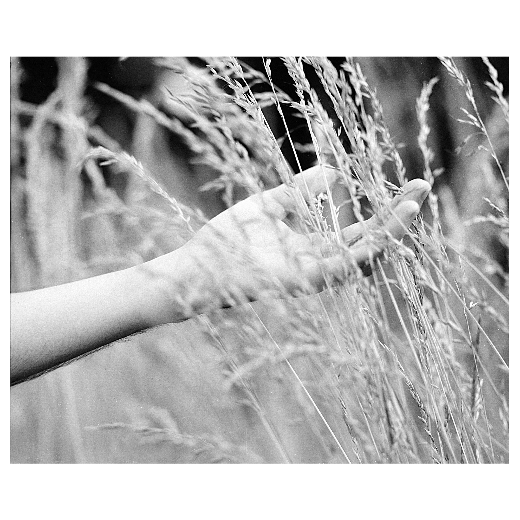 Tablou Canvas Artantida - B&W Wheat 80x60 cm