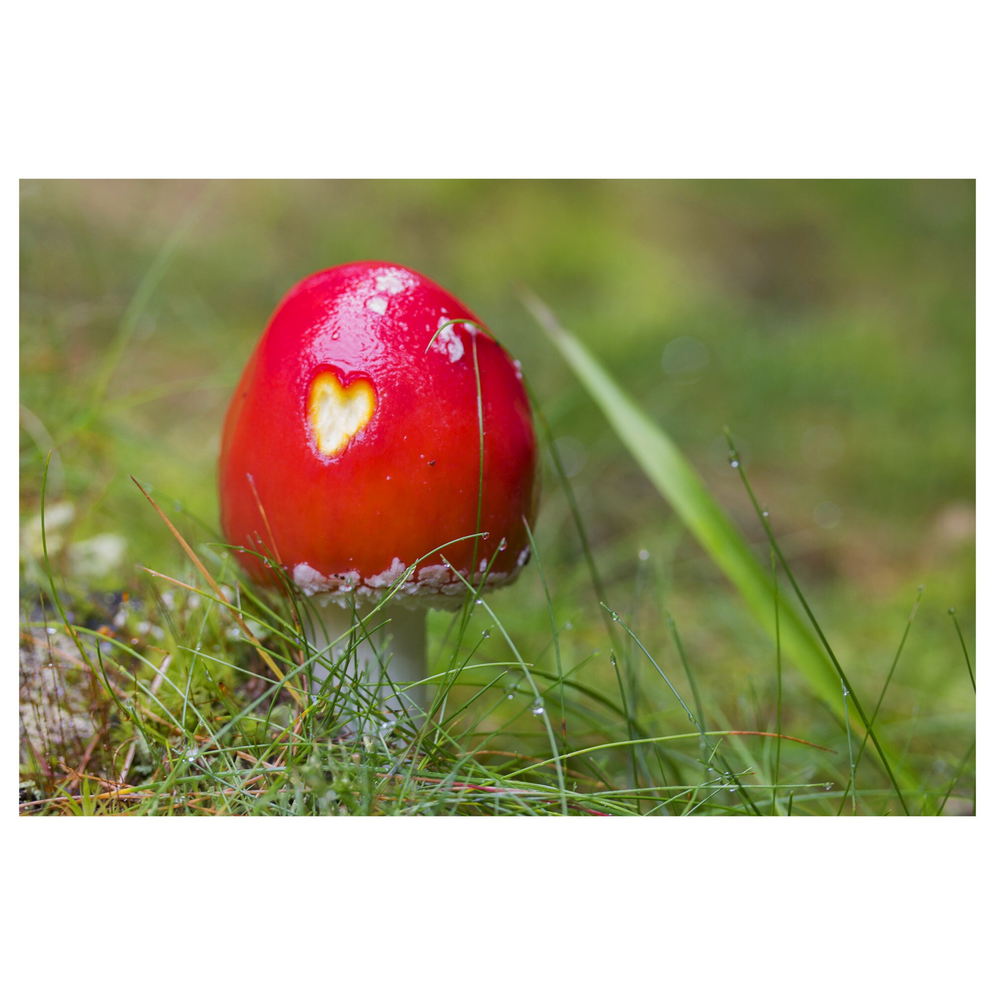 Tablou Canvas Artantida - Heart Mushroom 80x60 cm