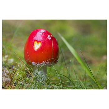 Tablou Canvas Artantida - Heart Mushroom 80x60 cm Tablou Canvas Artantida - Heart Mushroom 80x60 cm
