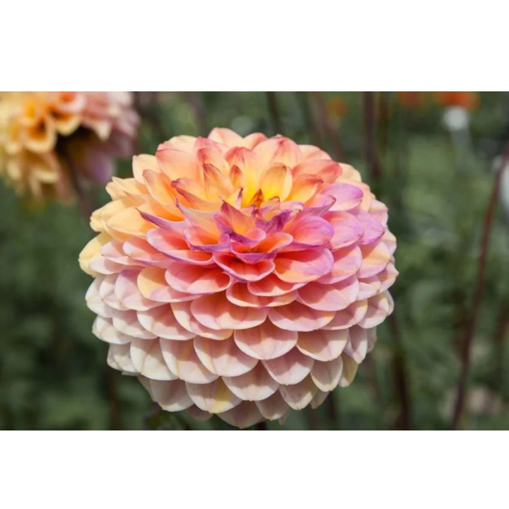 Bulb, Dalia Wine Eyed Jill, bulb, calitatea I