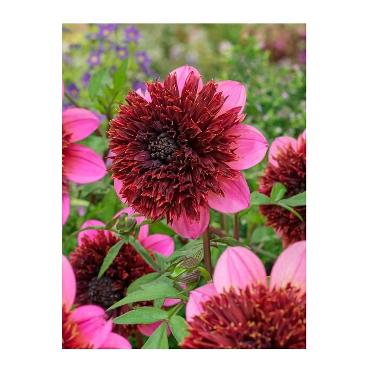 Bulb, Dalia The Phantom, bulb, calitatea I