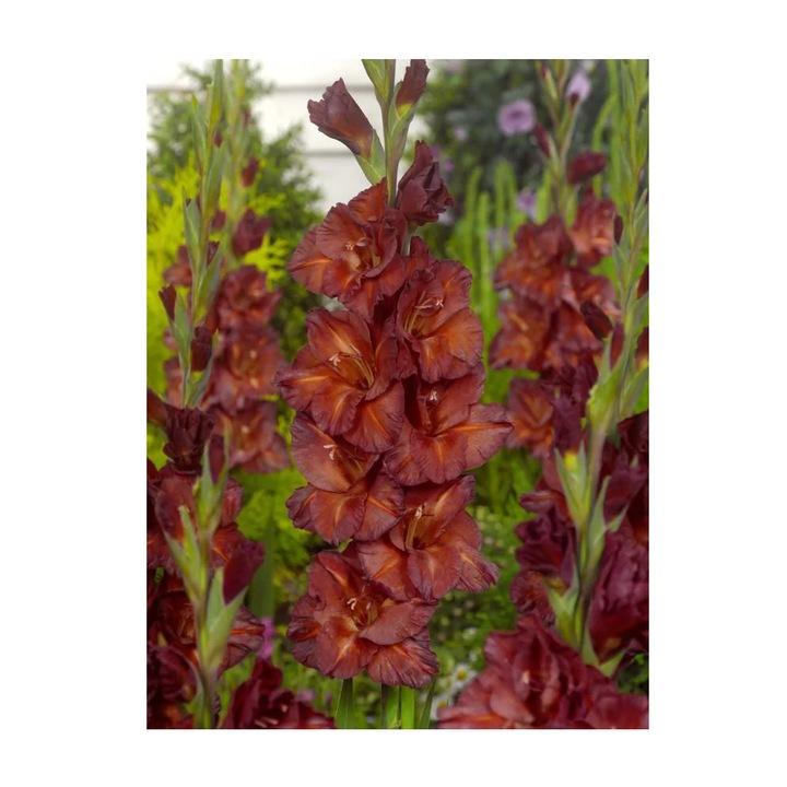 Bulb, Gladiole Chocolate, bulb, calibru 8/10