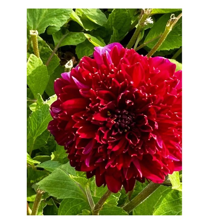 Bulb, Dalia Purple Bouquet, bulb, calitatea I