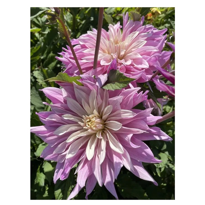 Bulb, Dalia Labyrinth Twotone, bulb, calitatea I