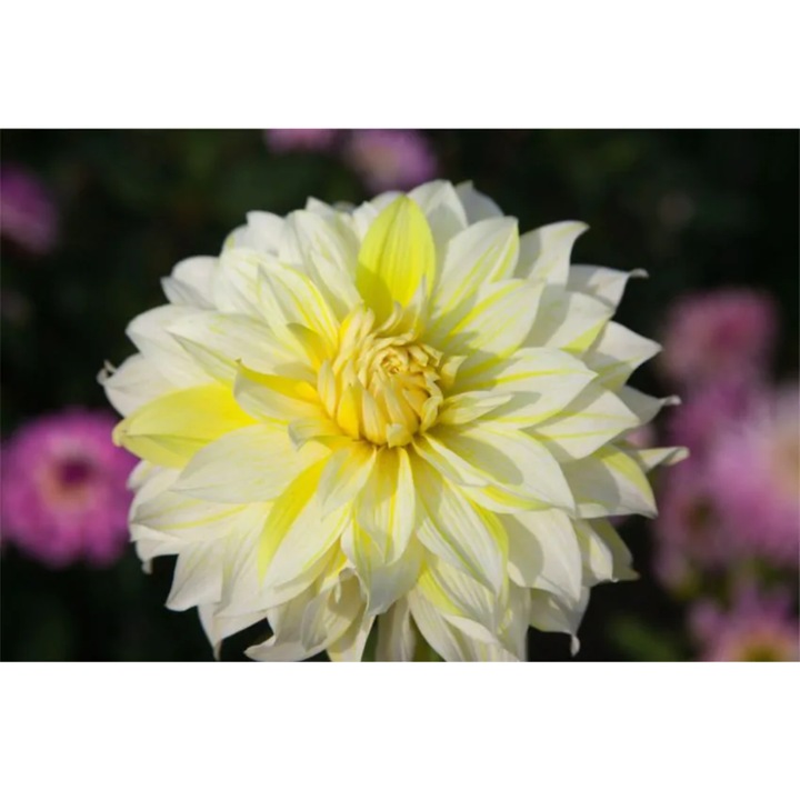 Bulb, Dalia La Luna, bulb, calitatea I