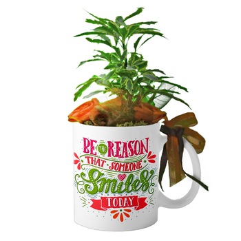 Cana interior rosu  Cana interior rosu