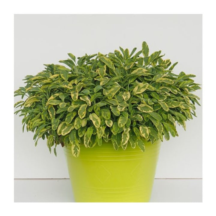 Planta la ghiveci, Salvie galbena, Salvie pestrita galbena, Ghiveci 8 cm