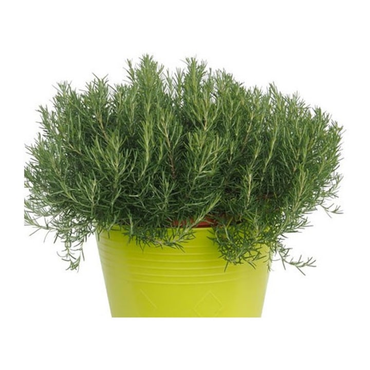 Planta la ghiveci, Rozmarin de ghiveci, Rozmarin compact, Ghiveci 8 cm