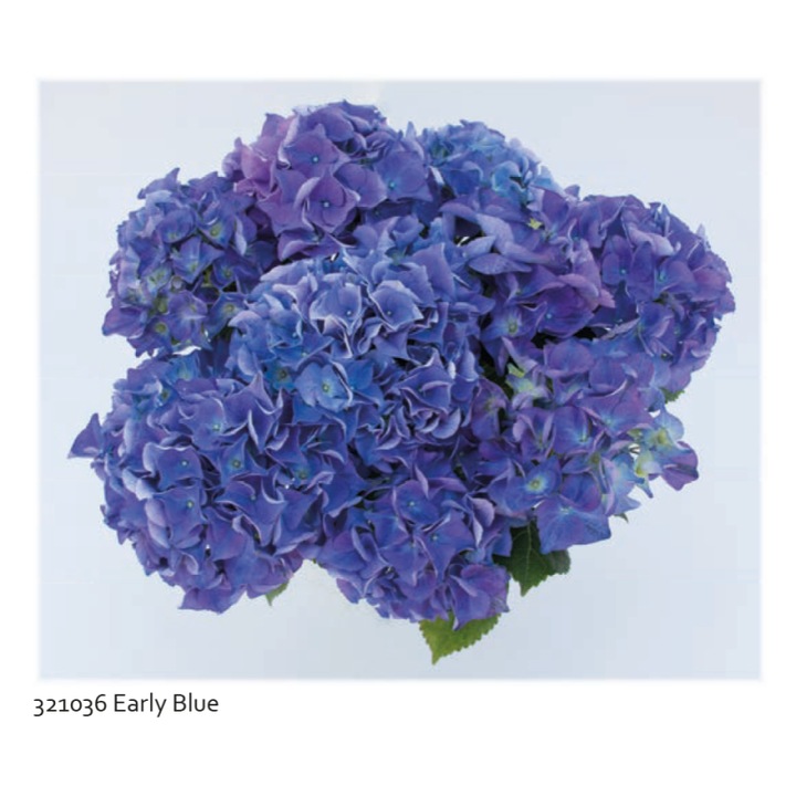 Planta la ghiveci, Hortensie albastru timpuriu, Hortensie Early Blue, Ghiveci 13 cm