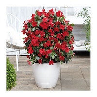 Planta la ghiveci, Iasomie braziliana rosu intens, Dipladenia rosu vermillon, Ghiveci 13 cm