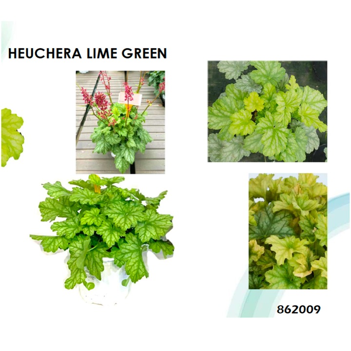 Planta la ghiveci, Danteluta verde-lamaie, Heuchera verde deschis, Lime Green, Ghiveci 13 cm