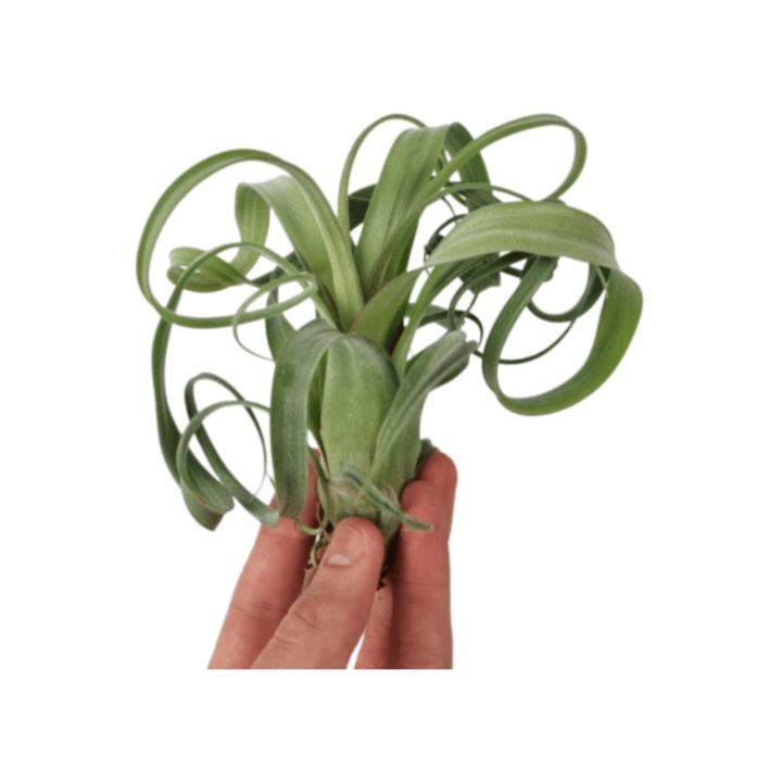 Planta aeriana Tillandsia CURLY SLIM - Medie