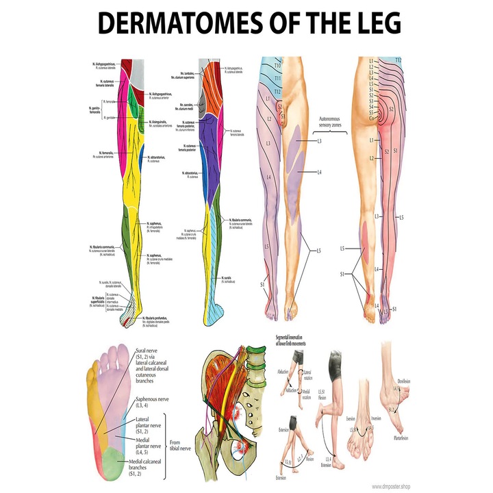 Anatómiai poszter, A láb dermatómái, 70x50 cm