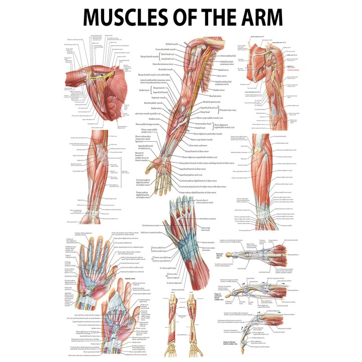 Poster anatomic Muschii membrului superior, Muschii bratului, 100x80