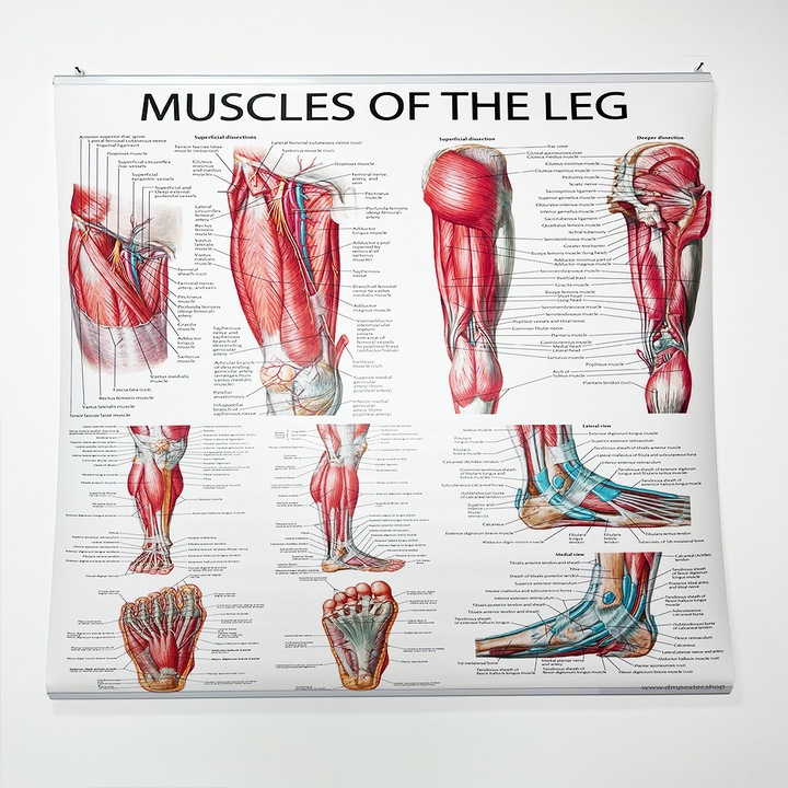 Anatómiai poszter Az alsó végtag izmai, A lábszár izmai, 100 x 80