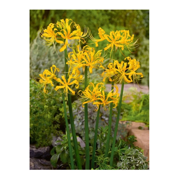 Bulb, Lycoris Aurea Galben, bulb, calibru 10/+