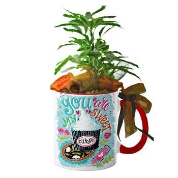 Cana interior rosu  Cana interior rosu