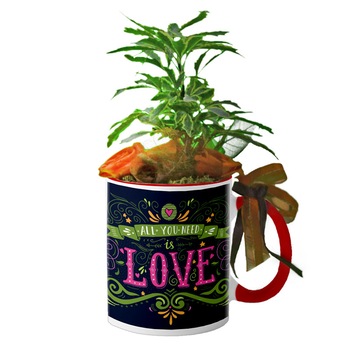 Cana interior rosu  Cana interior rosu