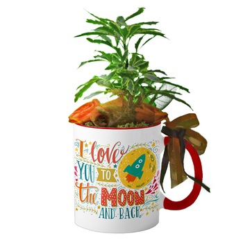 Cana interior rosu  Cana interior rosu