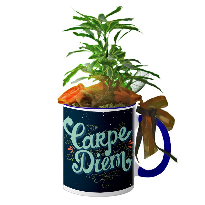 Cana interior Navy blue 