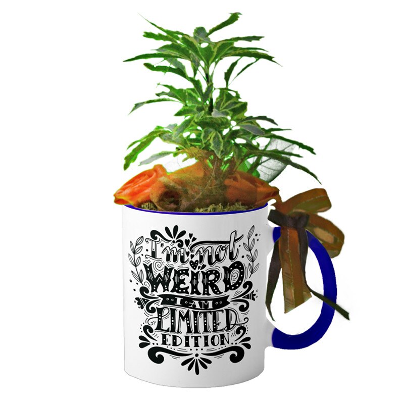 Cana interior Navy blue 