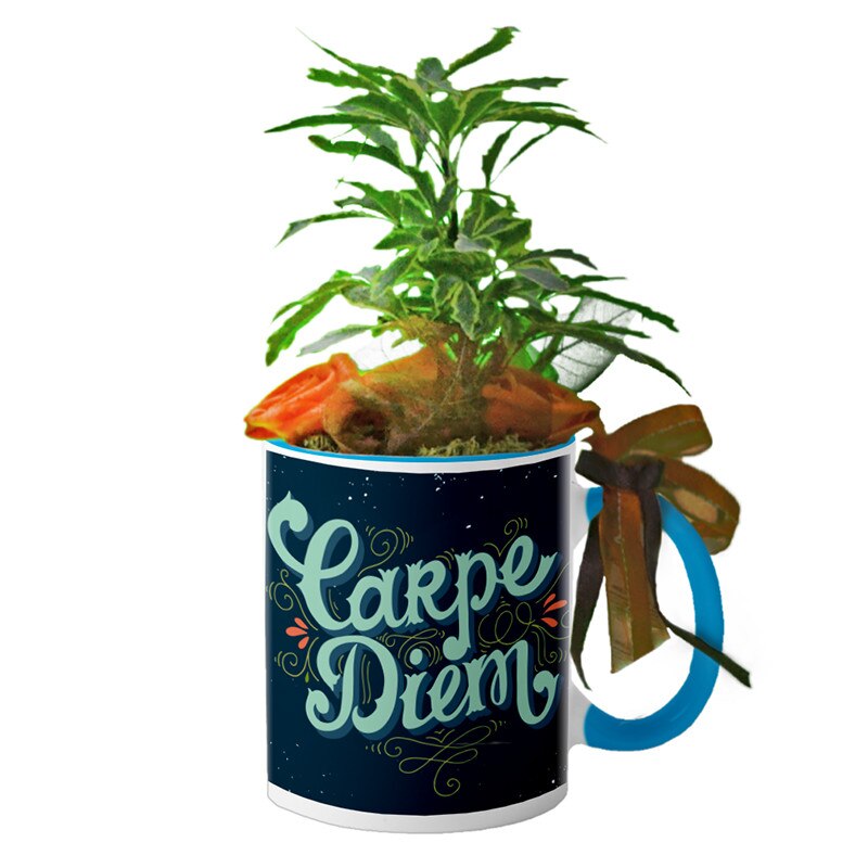 Cana interior Albastru deschis 