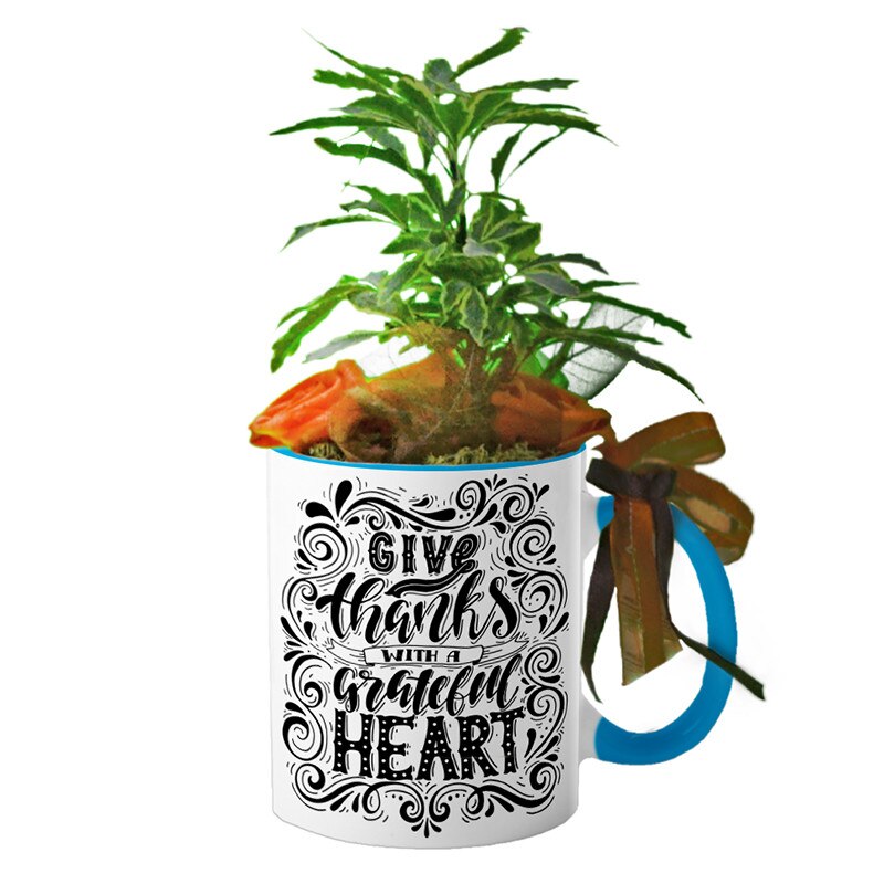 Cana interior Albastru deschis 