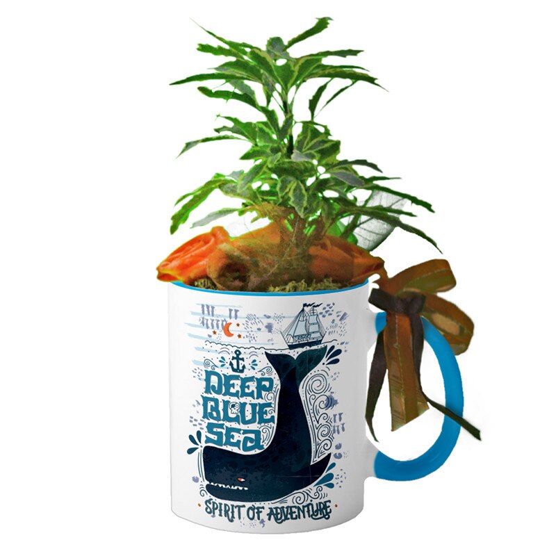 Cana interior Albastru deschis 