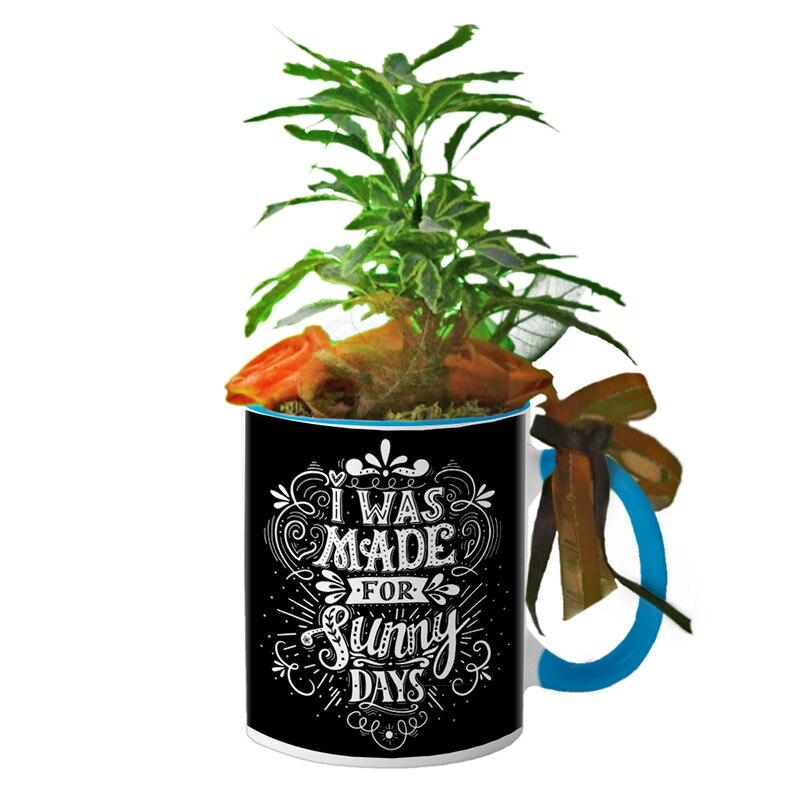 Cana interior Albastru deschis 