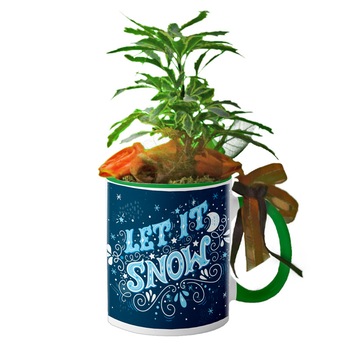 Cana Interior Verde  Cana Interior Verde