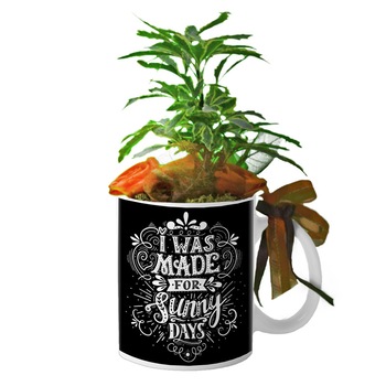 Cana alba  Cana alba