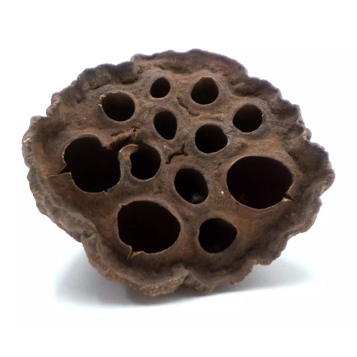 Jucarie naturala pentru papagali Greenwood Lotos uscat 2-5cm