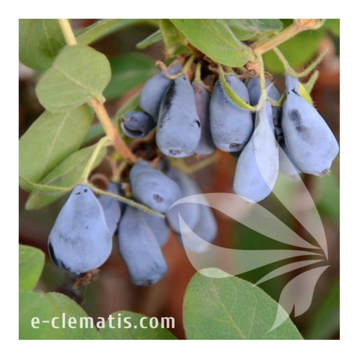 Planta, Specie ornamentala, Lonicera kamtschatica Jolanta, ghiveci C2 litri